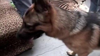 Hot Interracial Anal adult scene