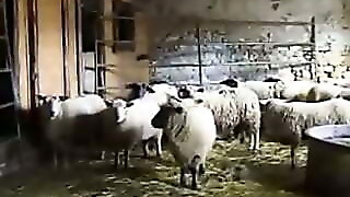 Big Granny on the farm